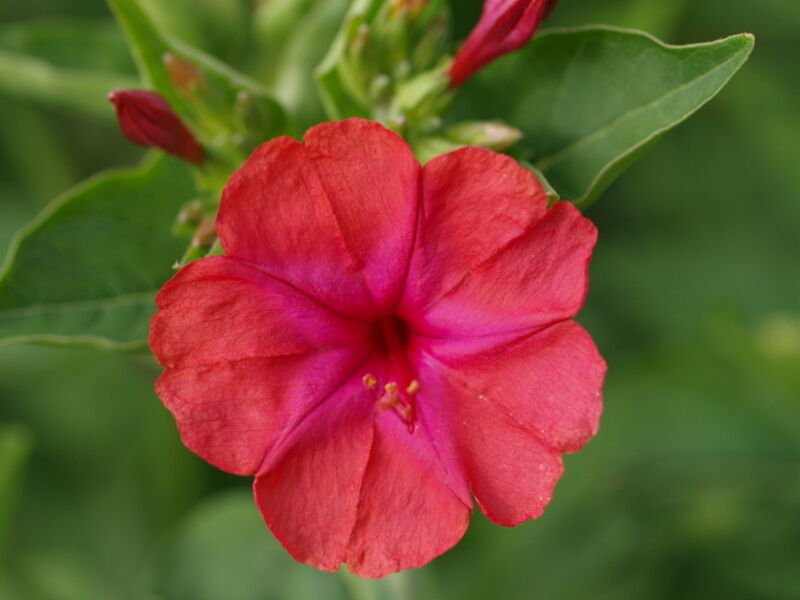 150 Seeds Red Four O'clock Seeds, Non-Gmo Heirloom Flower Seeds, Annual Flower edlcy (Seeds)