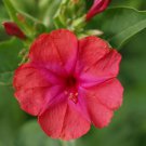 150 Seeds Red Four O'clock Seeds, Non-Gmo Heirloom Flower Seeds, Annual Flower edlcy (Seeds)