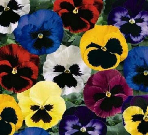 500 Seeds Mixed Pansy Seeds, Viola Seeds, Heirloom Swiss Giant Pansies, Bulk edlcy (Seeds)