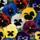 500 Seeds Mixed Pansy Seeds, Viola Seeds, Heirloom Swiss Giant Pansies, Bulk edlcy (Seeds)