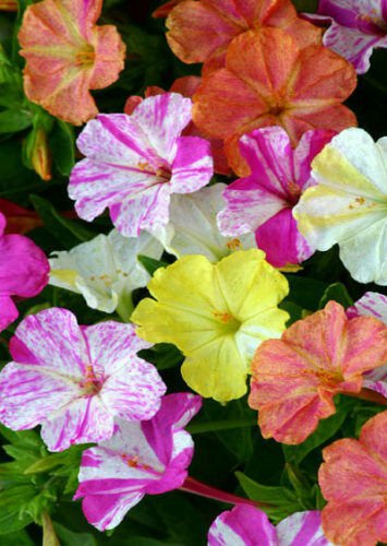 150 Seeds Mixed Four O'clock Seeds, Marvel Of Peru, Non-Gmo Heirloom Flower edlcy (Seeds)