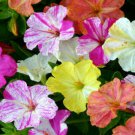150 Seeds Mixed Four O'clock Seeds, Marvel Of Peru, Non-Gmo Heirloom Flower edlcy (Seeds)