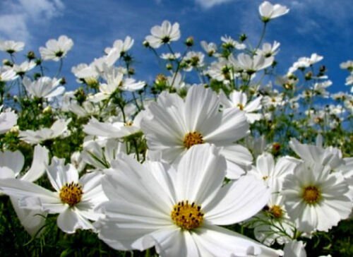 Approx 9000 Seeds White Cosmos Seeds, Purity, Heirloom Cosmos, Bulk edlcy (2 oz Seeds)