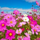 9000 Seeds Mixed Cosmos Seeds, Bulk Seeds, Heirloom Cosmos, Butterflies edlcy (2 oz Seeds)