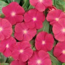 500 Seeds Rose Vinca Seeds, Rose Periwinkle Seeds, Bulk Seeds, Heirloom Non-Gmo edlcy (Seeds)