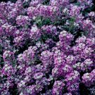 1000 Seeds Alyssum Seeds, Royal Carpet, Ground Cover Seeds, Bulk Seeds, Heirloom edlcy (Seeds)