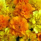 1000 Seeds Mixed Marigold Seeds, French Farm Mix, French Marigolds, Heirloom edlcy (Seeds)