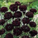 100 Seeds Black Bachelor Button Seeds, Black Cornflower Seeds, Heirloom Flower edlcy (Seeds)