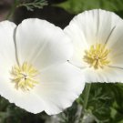 150 Seeds White Poppy Seed, White Linen, Heirloom Poppies, Wildflower Non-Gmo Annual edlcy (Seeds)