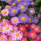 100 Seeds Chinese Aster Seeds, Farm Mix, Heirloom Flower Seed, Mixed Asters, Annual edlcy (Seeds)