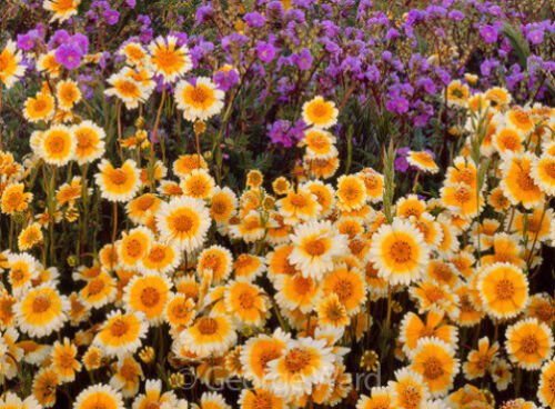 150 Seeds Tidy Tips Seed, Heirloom Flower Seed, Daisy Seed, Non-Gmo Annual Wildflower edlcy (Seeds)