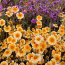 150 Seeds Tidy Tips Seed, Heirloom Flower Seed, Daisy Seed, Non-Gmo Annual Wildflower edlcy (Seeds)