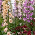 200 Seeds Mixed Foxglove Seeds, Mixed Foxgloves, Heirloom Flower Seeds, Tall Spikes edlcy (Seeds)
