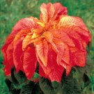 150 Seeds Amaranthus Seeds, Illumination, Foliage Plant Seeds, Eye Catching Leaves edlcy (Seeds)