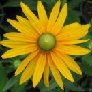 150 Seeds Green Eyed Daisy Seeds, Rudbeckia Hirta, Green Eye Daisies, Heirloom edlcy (Seeds)