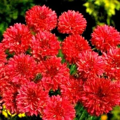 150 Seeds Red Bachelor Button Seeds, Tall Red Cornflower Seeds, Heirloom Flower edlcy (Seeds)
