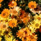 150 Seeds African Daisy Seeds, Heirloom Flower Seed, Annual Wildflower Easy To Grow edlcy (Seeds)