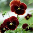 100 Seeds Pansy Seeds, Claret, Swiss Giant Pansies, Viola Seeds, Heirloom Flower edlcy (Seeds)