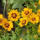 200 Seeds Yellow Coreopsis Seeds, Plains Coreopsis, Heirloom Wildflower edlcy (Seeds)