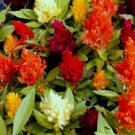 150 Seeds Mixed Pampas Plume Seeds, Farm Mix, Heirloom Flower Seeds, Feathery Plumes edlcy (Seeds)