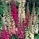 200 Seeds Dwarf Foxglove Seeds, Mixed Foxgloves, Heirloom Flower Seeds, Short Spikes edlcy (Seeds)
