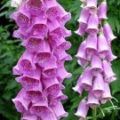 200 Seeds Purple Foxglove Seed, Violet Foxgloves, Heirloom Flower Seed, Tall Spikes edlcy (Seeds)