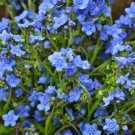 150 Seeds Forget Me Not Seeds, Chinese, Blue Flowers, Heirloom Flower Seeds, Non-Gmo edlcy (Seeds)
