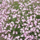 150 Seeds Babys Breath Seeds, Creeping Rose, Ground Cover Seeds, Heirloom Perennial edlcy (Seeds)