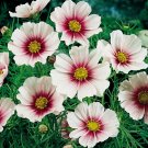 100 Seeds White Cosmos Seeds, Daydream, Heirloom Cosmos, Non-Gmo Draws Butterflies edlcy (Seeds)