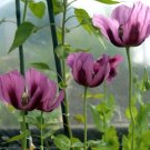 150 Seeds Purple Poppy Seeds, Lavender, Heirloom Poppies, Wildflowers Non-Gmo Annual edlcy (Seeds)