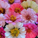 150 Seeds Zinnia Seeds, Baby Girl Mix, Heirloom Zinnia Seed, Heirloom Flower. Non-Gmo edlcy (Seeds)