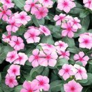 100 Seeds Pink Vinca Seeds, Pink Periwinkle Seeds, Non-Gmo Heirloom Flower edlcy (Seeds)