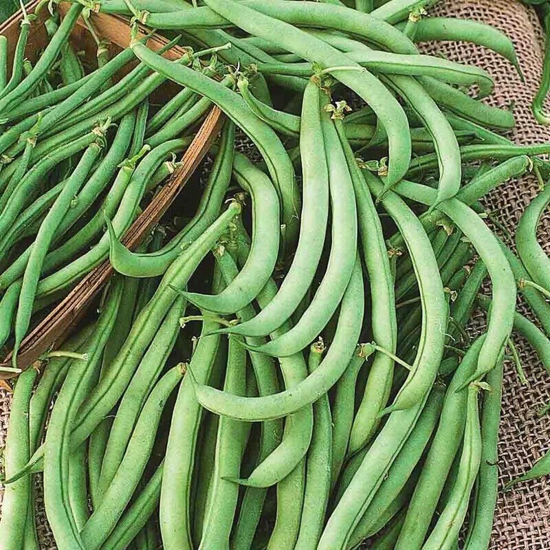Bean Seeds, Tendergreen, Heirloom Beans, Bush Green Beans, Non-Gmo, Tasty edlcy (1 lb Seeds)