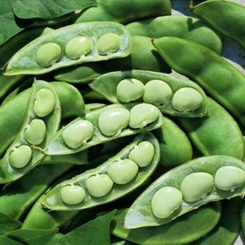 1300 Seeds  Lima Bean Seeds, Fordhook, Bush Lima Bean, Heirloom Non-Gmo Lima edlcy (1 lb Seeds)