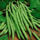 150 Seeds Bean Seeds, Blue Lake, Heirloom Beans, Bush Green Beans, Non-Gmo, Tasty edlcy (Seeds)