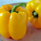 8000 Seeds Yellow Bell Pepper Seeds, Golden California Wonder, Non-GMO Pepper edlcy (2 oz Seeds)