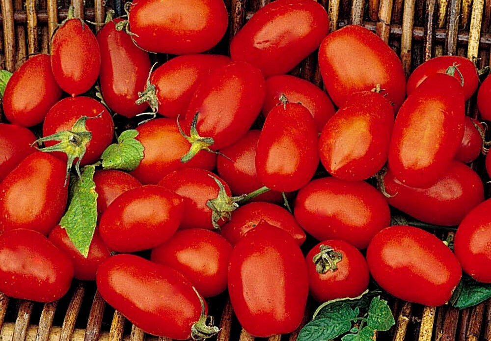5000 Seeds Tomato Seeds, Roma VF, Non-Gmo Heirloom Tomatoes , Italian Sauces edlcy (1/2 oz Seeds)