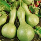20 Seeds Birdhouse Gourd Seeds, Heirloom Gourd Seeds, Non-Gmo, Grow Some Birdhouses edlcy (Seeds)