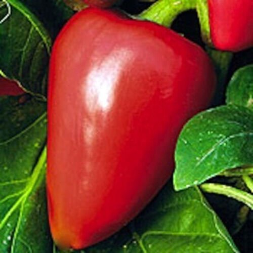 Approx 4,000 Seeds Pimento Seeds, Mild Pepper , Sweet, Heirloom Non GMO Peppers edlcy (1 oz Seeds)