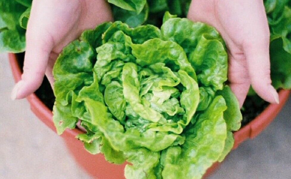 200 Seeds Tom Thumb Bibb Lettuce Seed, Butterhead Lettuce, Heirloom Lettuce edlcy (Seeds)