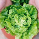 200 Seeds Tom Thumb Bibb Lettuce Seed, Butterhead Lettuce, Heirloom Lettuce edlcy (Seeds)