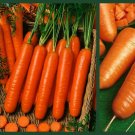 4 Pack of Seeds Carrot Seeds, Crazy For Carrots, Heirloom, Non-Gmo edlcy (EACH PACK 200+ SEEDS) 4 Pack of Seeds Carrot Seeds, Crazy For Carrots, Heirloom, Non-Gmo edlcy (EACH PACK 200+ SEEDS)