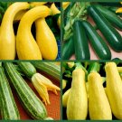 4 Pack of Seeds "Super Squash" Heirloom, Non-Gmo Summer Squash edlcy (EACH PACK 70 SEEDS) 4 Pack of Seeds "Super Squash" Heirloom, Non-Gmo Summer Squash edlcy (EACH PACK 70 SEEDS)