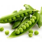150 Seeds Green Pea Seeds, Early Frosty, Non-Gmo Seeds, Heirloom Peas, Fall or Spring edlcy (Seeds)