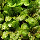200 Seeds Romaine Lettuce Seed, Freckles, Heirloom Lettuce Seed, Very Tasty, Non-Gmo edlcy (Seeds)