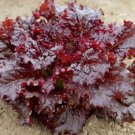 200 Seeds Red Lettuce Seeds, Leaf Lettuce Seeds, Heirloom Lettuce Seeds, Non-Gmo edlcy (Seeds)