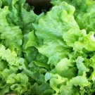 1000 Seeds Leaf Lettuce Seed, Black Seeded Simpson, Bulk Seeds, Heirloom Lettuce edlcy (Seeds)