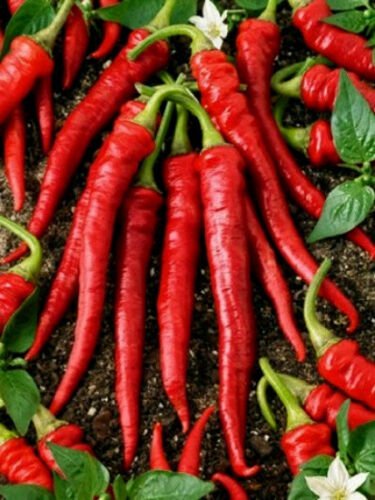 2000 Seeds Cayenne Long Slim Pepper Seeds, Heirloom Hot Pepper, Chili Peppers edlcy (1/2 oz  Seeds)