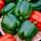 8000 Seeds Green Pepper Seeds, Sweet Pepper Seeds, Yolo Wonder, Bell Peppers edlcy (2 oz Seeds)