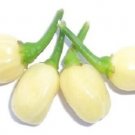 50 Seeds White Habanero Seeds, Habanero Pepper Seeds, Heirloom Hot Peppers, Non-Gmo edlcy (Seeds)